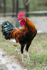 Vibrant rooster strides through grassy enclosure. Red comb stands proud against glossy feathers. Natural light highlights feathered details and sturdy legs © anton