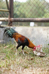 Vibrant rooster strides through grassy enclosure. Red comb stands proud against glossy feathers. Natural light highlights feathered details and sturdy legs © anton