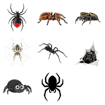 Eight diverse arachnids displayed with varied poses and textures against a clean backdrop Isolated on transparent background