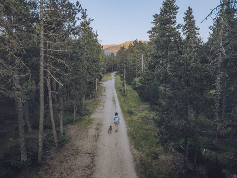 Aerial view of a person walking with a dog along a dirt path through the pine forest of Le Petit Canada in Bolquere, Occitanie, France.