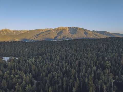 Aerial view of Le Petit Canada, a vast pine forest with dense evergreen trees, set against the backdrop of the Pyrenees mountains under a clear blue sky in Bolquere, Occitanie, France.
