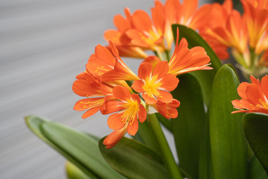 オレンジ色のクンシランの花