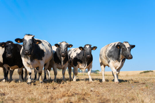 Cows and bulls grazing on a farm pasture. Agricultural livestock scene on a rural countryside field.