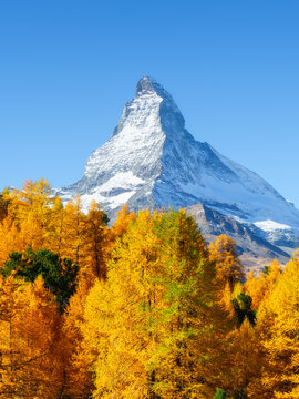 Matterhorn mountain peak rising above a colorful autumn forest in Zermatt, Switzerland on a bright sunny day. Alpine autumn landscape.