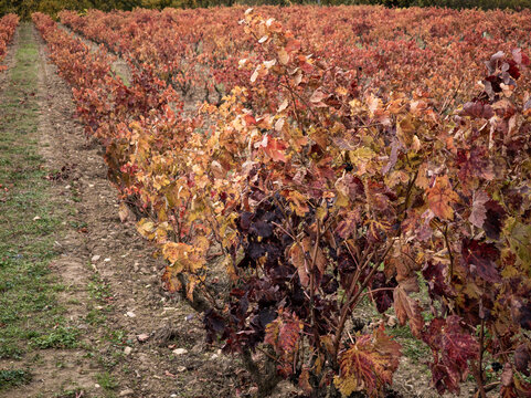 Vineyard rows showing autumn red leaves and vines