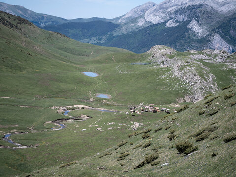 Pyrenees mountain valley with grazing cattle, stream, and lakes