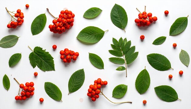 Pattern made from rowan berries and green leaves on white background, autumn botanical flat lay