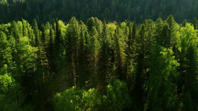 Aerial view of lush green forest canopy. Sunlight filters through dense trees. Vibrant shades of green dominate landscape. Ideal for nature, eco, or travel projects. Calm and serene atmosphere