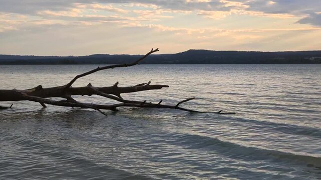 Abgestorbener Baumstamm lieg im Wasser, Sonnenuntergang am Ammersee, Oberbayern, Bayern, Deutschland