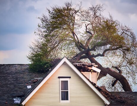 tree falls on house roof during storm causing insurance damage mud and destruction tree house roof storm