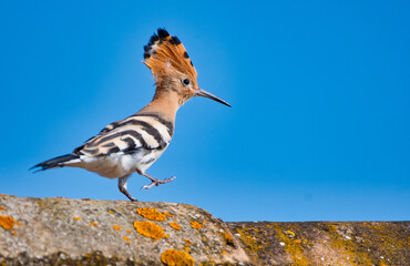 Hoopoe © Cyril