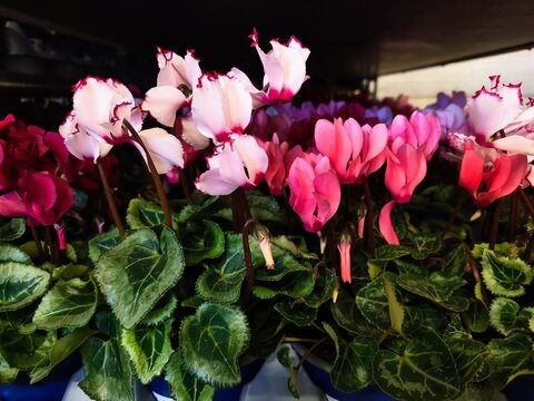 Close up of pale pink cyclamen flowers with ruffled crimson edged petals in bloom