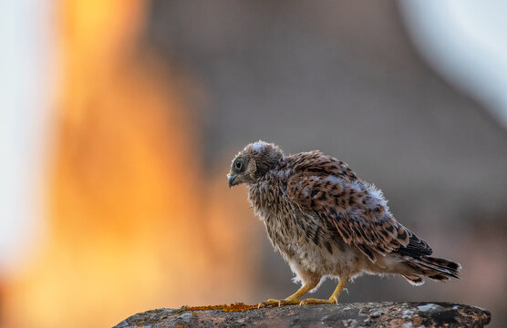 Young falcon
