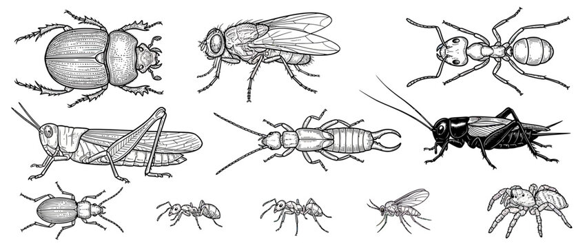 Collection of Isolated Insect Illustrations in Vintage Style