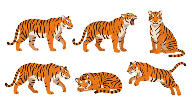 Tiger Poses Vector Illustration Set