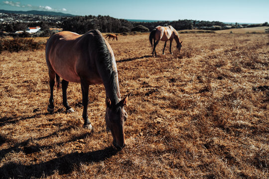 Three horses graze across a sun-dried coastal pasture, with rolling farmland, scattered homes, woodland and blue ocean stretching into the distance
