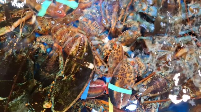 Live lobsters float in a tank at a seafood market outdoors. seafood industry, fresh catch, grocery shopping store.
