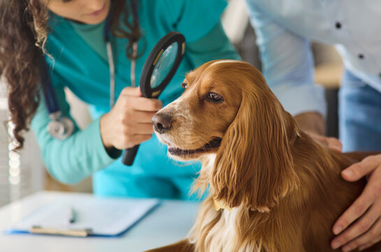 Veterinarian inspects dog ear during clinic checkup. Doctor uses a magnifier while the owner steadies the calm spaniel for inspection. Clinic setting conveys trust. Clear concept of pet wellness.