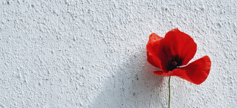 Red poppy flower against textured white wall. The poppy symbolizes remembrance and honor for veterans and fallen soldiers.