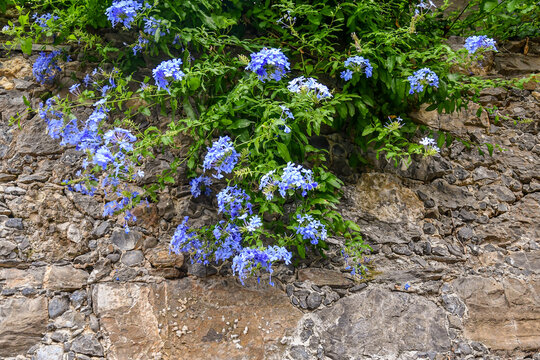 Close up of vibrant blue plumbago auriculata flowers blooming on a rustic stone wall
