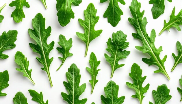Seamless pattern of fresh arugula leaves on white background, minimal botanical pattern, high resolution