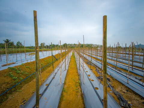 The vast expanse of green rice fields in the morning with beautiful mountains in Indonesia