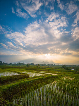 The vast expanse of green rice fields in the morning with beautiful mountains in Indonesia