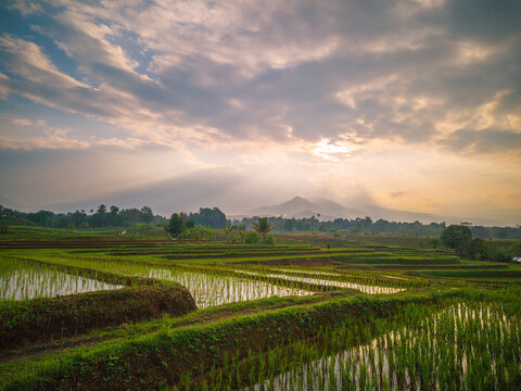 The vast expanse of green rice fields in the morning with beautiful mountains in Indonesia