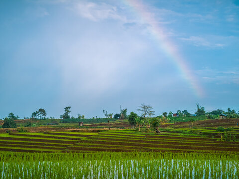 The vast expanse of green rice fields in the morning with beautiful mountains in Indonesia
