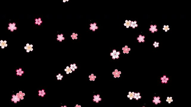 Falling Sakura Cherry Blossom Petals Motion Graphic, Japanese Spring Blossom Overlay Video