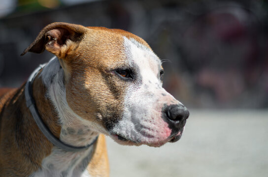 Close up portrait of an American Staffordshire Terrier looking to the side outdoors in sunlight. Brown and white Amstaff dog with an attentive expression, shallow depth of field and blurred background