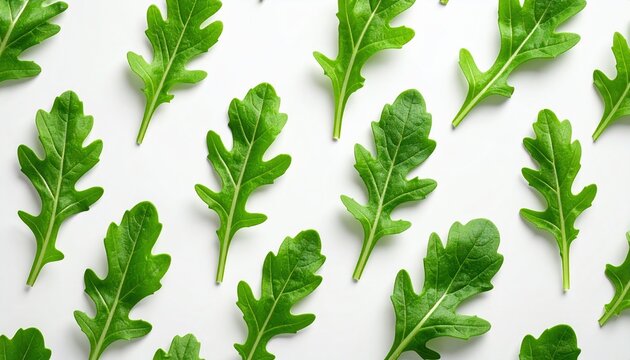 Seamless pattern of fresh arugula leaves on white background, minimal botanical pattern, high resolution