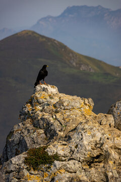 Chova piquigualda (pyrrhocorax graculus)