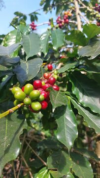 Close-up of ripe red and unripe green coffee cherries growing among green leaves on a coffee plant 