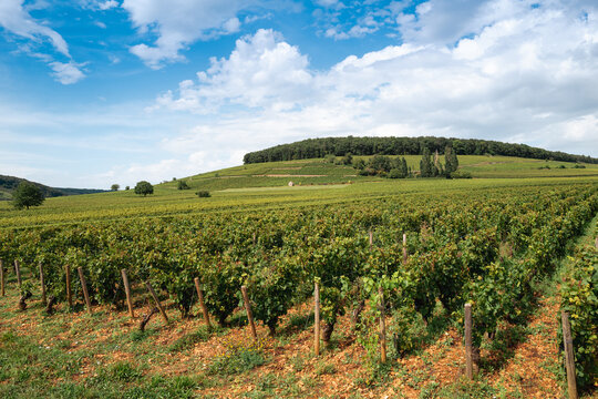 Panoramic view of Corton Grand Cru vineyards in Burgundy, France