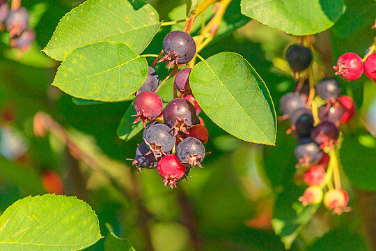 Irga berries hang on a tree branch, a healthy and tasty food.