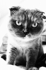 black and white cat © Zhanna