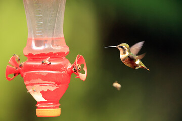 The white-bellied woodstar (Chaetocercus mulsant) is a species of hummingbird in tribe Mellisugini of subfamily Trochilinae, the "bee hummingbirds".This photo was taken in North Peru. © feathercollector
