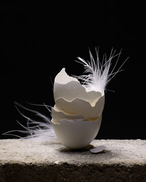 white eggshell with feathers on a dark background. atmospheric photography on the theme of fragility