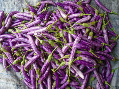 Fresh Purple and White Striped Eggplants (Aubergines) Heaped at a Local Market
