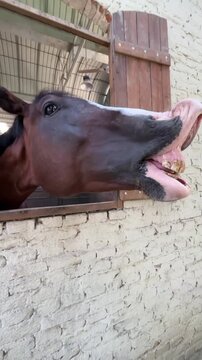 Brown horse showing teeth and making funny faces inside stable stalls captured in motion video clip