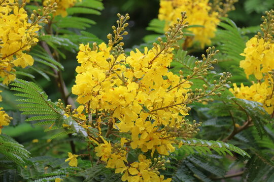 Yellow flowers of silk joss tree or silk joss tree.