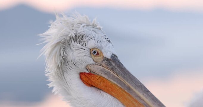 Beautiful Dalmatian pelican flying at the sunset with blue sky at the background
