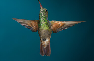 Naklejka premium Berylline hummingbird in flight