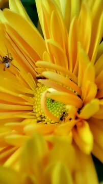Una flor de crisantemo de color amarillo intenso con p&eacute;talos radiantes y una peque&ntilde;a ara&ntilde;a. 