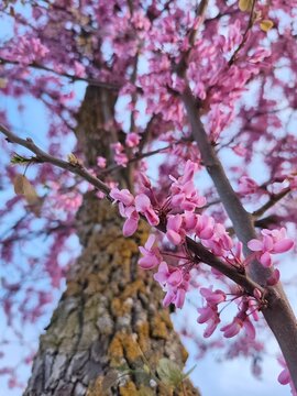 pink cherry blossom