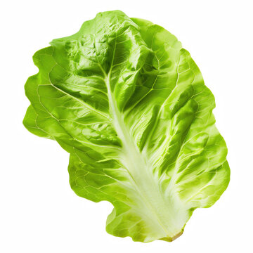 Fresh Butterhead Lettuce with Crisp Green Leaves Isolated on Transparent Background