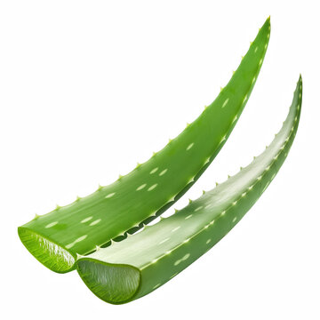 Fresh Cut Aloe Vera Leaves with Gel Drops Isolated on Transparent Background