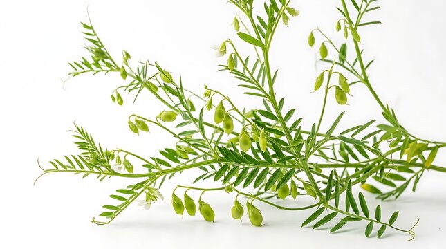 Fresh green lentil plant with seed pods isolated on white background