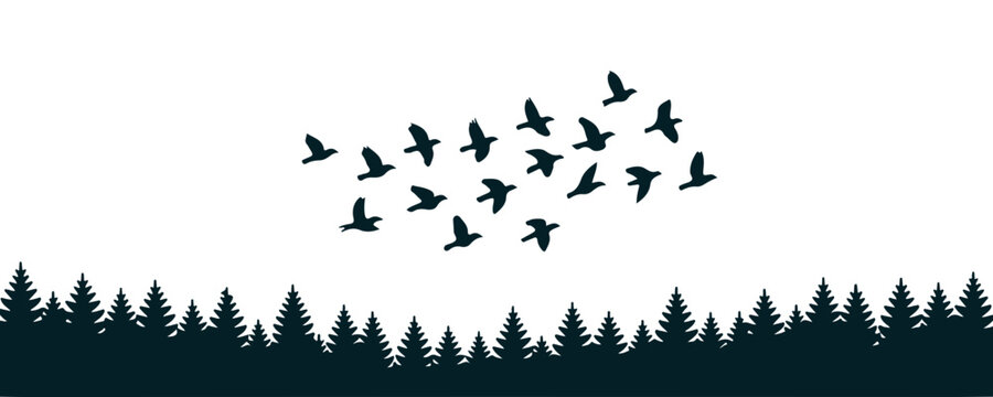 Flock of birds flying over dark pine forest silhouette for nature migration and freedom graphic design.